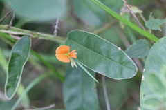 Tephrosia tinctoria